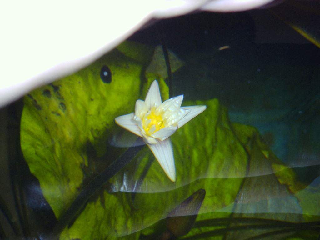 Nymphaea minuta Jan 10 05 Image021